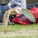 Owl Weddings UK #1