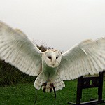 Barn Owl