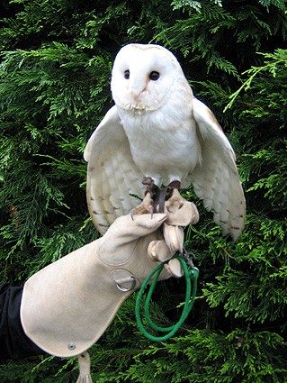 Barn owl wedding ring