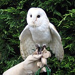 One of our Barn Owl Ring Bearers #1