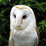 One of our Barn Owl Ring Bearers #2