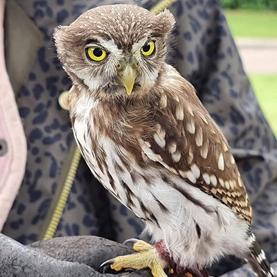 Small owl with yellow eyes perched on a hand surrounded by greenery showcasing its feathers and unique characteristics illustrating nature and wildlife conservation efforts involving various species including 7 fascinating owls.