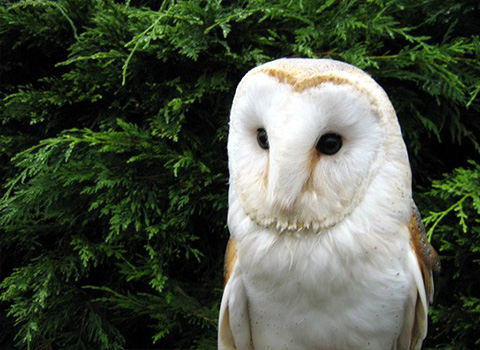 barn owl perched among green foliage showcasing unique features of owls and nature five distinctive traits