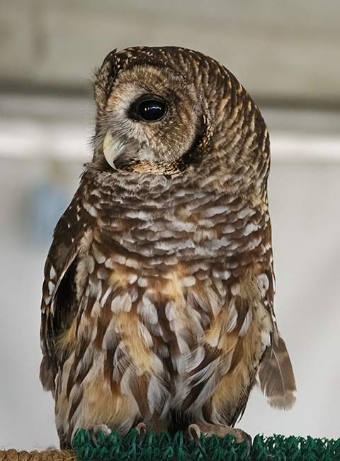 owl perched on a surface with intricate feather patterns showcasing browns and whites highlighting its unique features and keen gaze in natural habitat with two captivating eyes