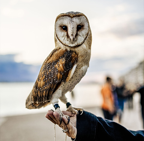 a barn owl perched on a person's hand with a blurred beach background showcasing eight stunning features of nature