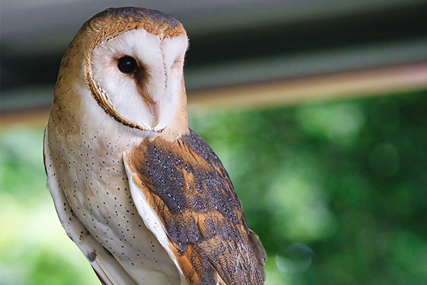 barn owl perched with distinctive features and beautiful plumage showcasing wildlife characteristics and 10 unique traits of owls