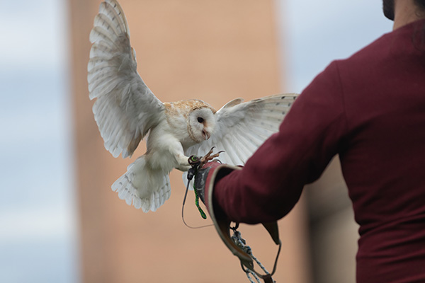 a person holding a barn owl with outstretched wings in a natural setting showcasing the beauty of wildlife and the connection between humans and animals five amazing owl species