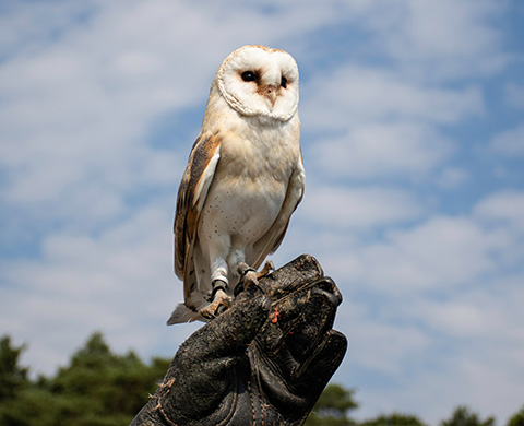 A barn owl perched on a gloved hand against a blue sky with clouds symbolizing wisdom and nature's beauty 7 species.