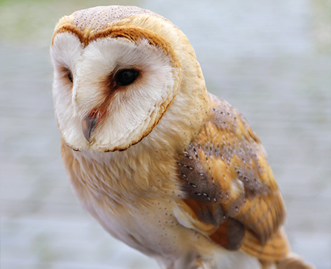close-up of a barn owl with distinctive facial features and feathers in natural colors showcasing the beauty of wildlife and nature six stunning details