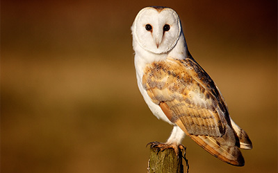 A barn owl perched on a wooden post showcasing its distinctive white face and brown spotted feathers symbolizing 18 unique traits of nature.