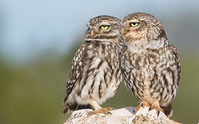 two owls standing close together on a rock showcasing their feathers and eyes relating to wildlife photography and nature conservation