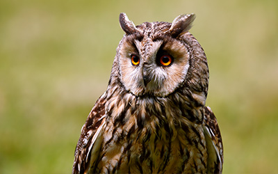 close up of a long eared owl with striking orange eyes and detailed feather patterns on its body showcasing its beauty in nature near the age of 15