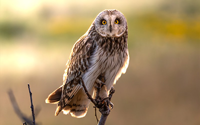 short eared owl perched on branch in soft sunlight highlighting feathers and 17 stunning features of nature