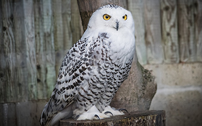 white snowy owl perched on a log with striking yellow eyes showcasing wildlife beauty and nature at 20 years old