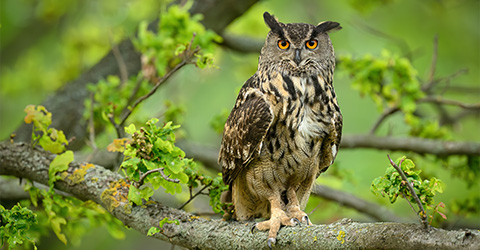 A majestic owl perched on a tree branch surrounded by vibrant green leaves showcasing nature's beauty 25 stunning details in wildlife photography.