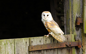 barn owl perched on a wooden fence in a dimly lit area featuring natural colors and textures representing 14 species of owls