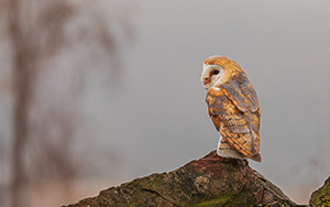 a barn owl perched on a rock against a blurred background showcasing natural surroundings ten owl species wildlife photography