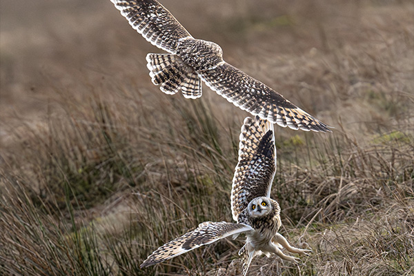 Two owls in flight above grassy landscape demonstrating graceful movement and natural behavior