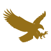 golden eagle soaring against a simple background representing wildlife and nature connections with 1 bird flying high